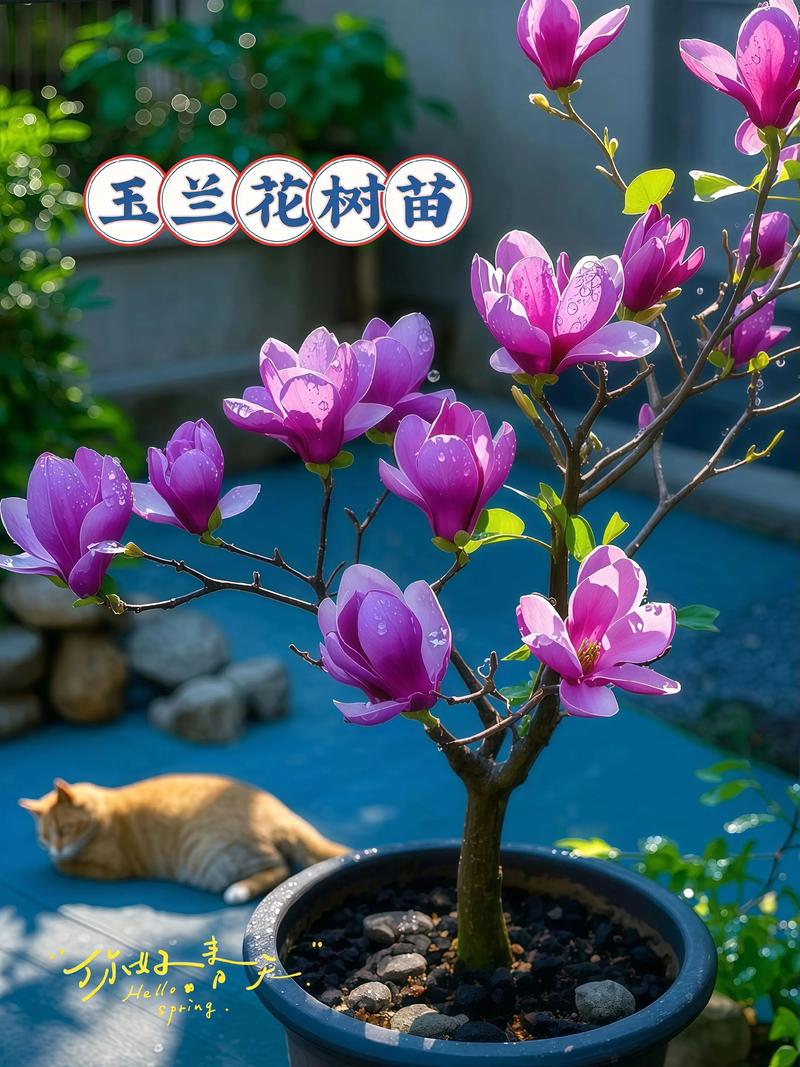 庭院种植玉兰树对风水有好处吗？