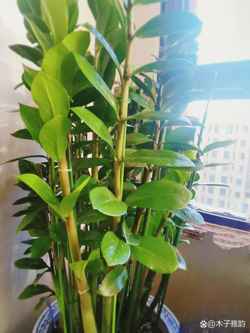 农历九月运势低迷，有什么植物能提升我的事业运？