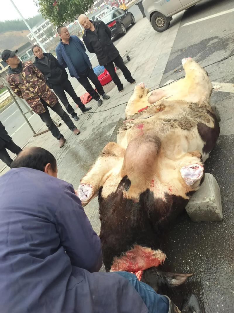 梦见别人屠宰牛究竟预示着什么不祥的征兆或即将发生的不幸事件呢？