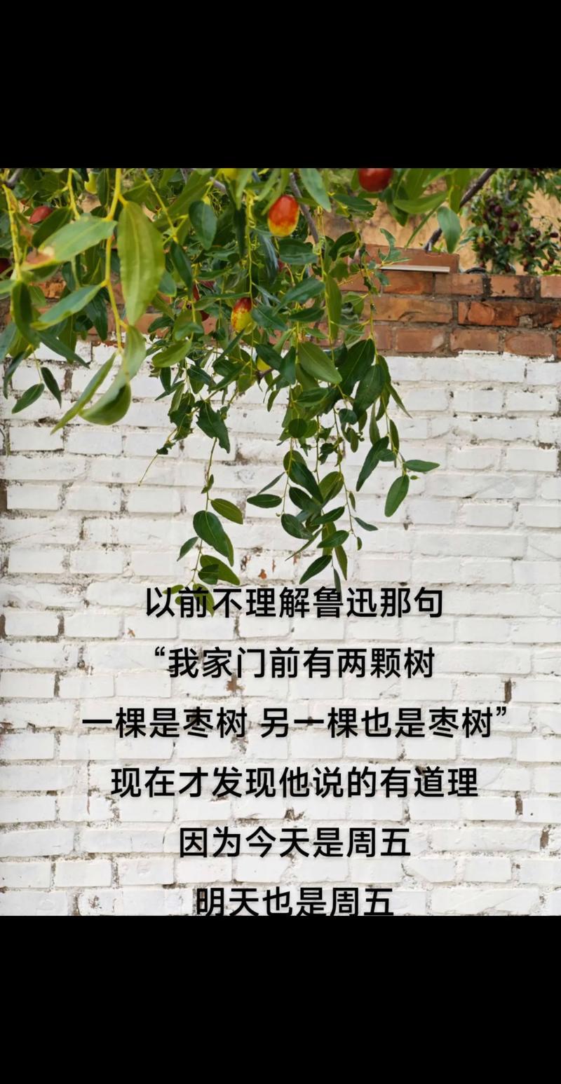 两棵枣树之间是否存在某种隐晦的暗示或表白？