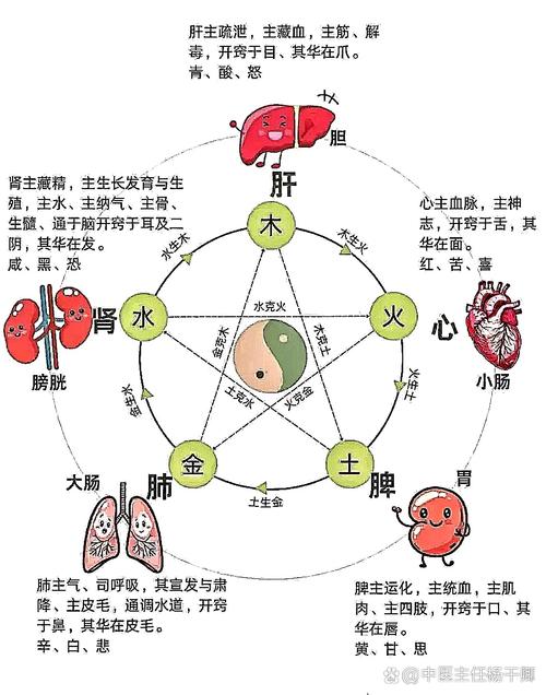 人体五行中肝属于哪一元素？