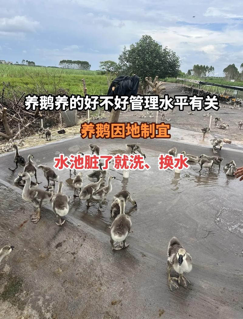 养鹅真的能改善风水，带来好运吗？其原理是什么？