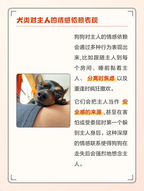 宠物离世后为何三年内不愿再养狗，它是否还会想念我？