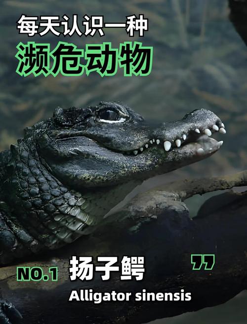 鳄鱼真的象征着好运吗？它有哪些吉祥的寓意呢？