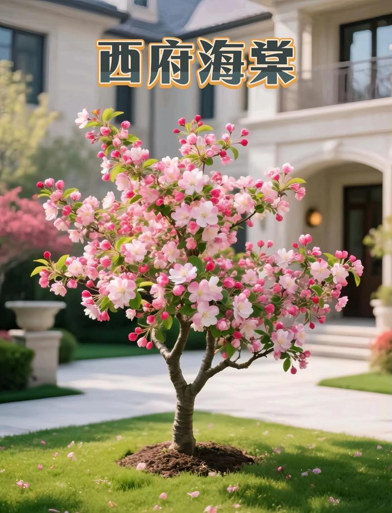 海棠树的风水寓意和讲究有哪些？