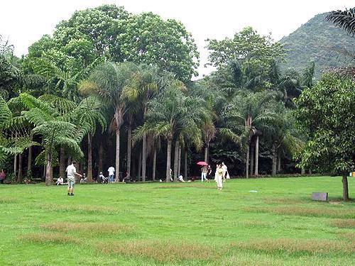 植物园or摇钱树？