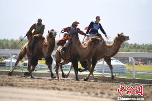 初识锡林郭勒赛马场