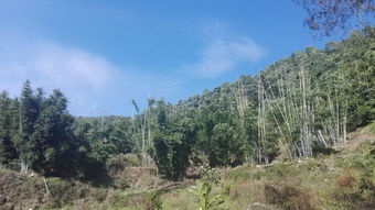 蓝山峰，自然景观的杰作
