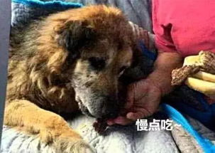 老宅的阴影——狗年阴气乱入