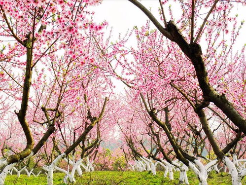 a. 安吉土鸡煲 —— 传统土鸡加上奇怪的山泉水煮沸后冒泡泡， 让人忍不住想要拍照发朋友圈，却发现滤镜根本无法修复那股浓浓腥味。