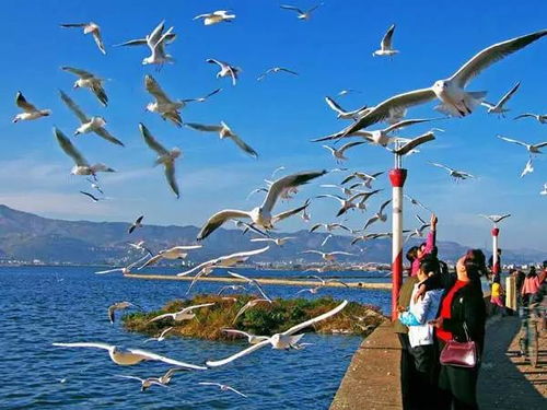 2月限定体验：红嘴鸥的狂欢派对