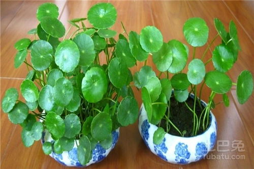 铜钱草在家里养植对风水有影响吗？