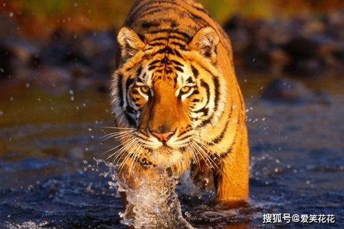 2026年属虎运势如何，全年运势讲解具体是什么？