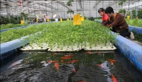 一、 鱼和菜居然能搞到一起？这玩意儿太神奇了！
