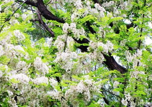 红坛寺森林公园：槐花的世界