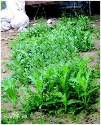 在风水院子里种植韭菜，这样的Zuo法是否吉利？