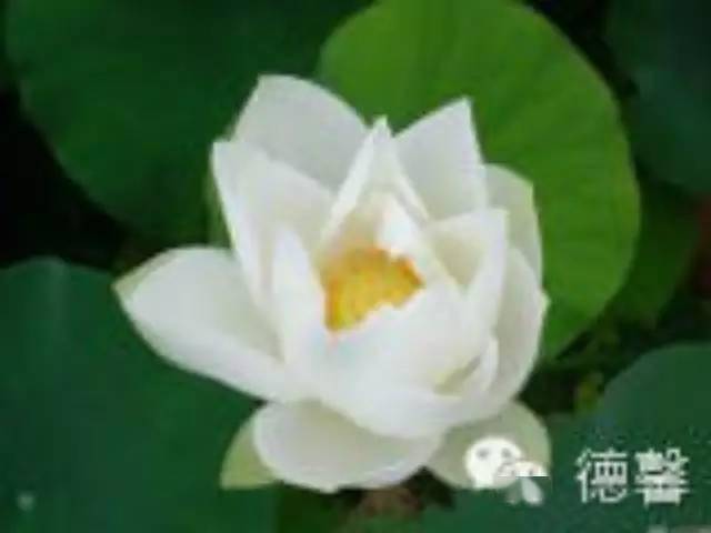 瓜叶菊这种名字都记不住的花