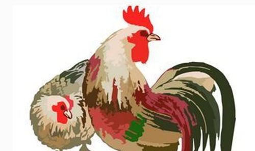 1970年和1981年出生的属鸡人，他们的运势总体如何？