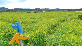 济州岛油菜花田，路田打卡，春日爆款游