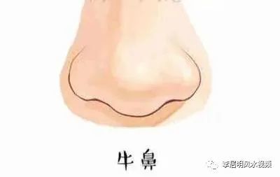 牛鼻面相是什么样子的？图片大全有哪些？