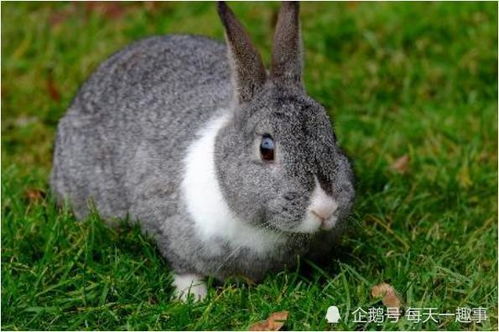 属兔正月男这月运势如何？正月出生的命运特点是什么？