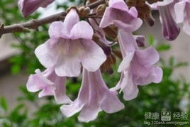 第二种， 月季花