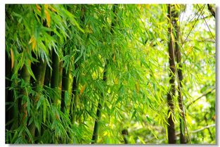 一、 走进黄柏坨——从零到一的荒诞旅程