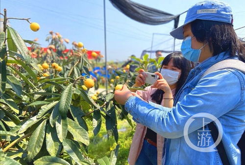 采摘水果：甜蜜负担
