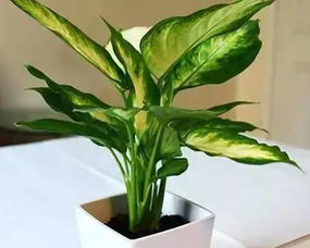 银皇后：招福辟邪， 风水宝物