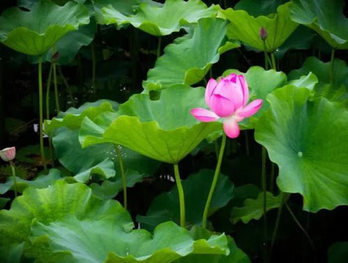 壬水在未月竟然还能活？2026年黄历警告！