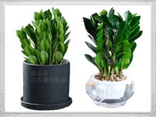 植物篇：生机勃勃？未必！细说植物招财的门道