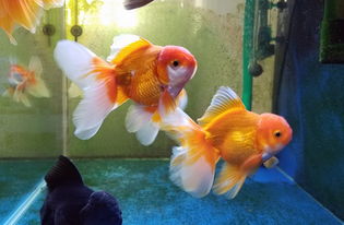 方法3：摆放金鱼， 让生活游刃有余