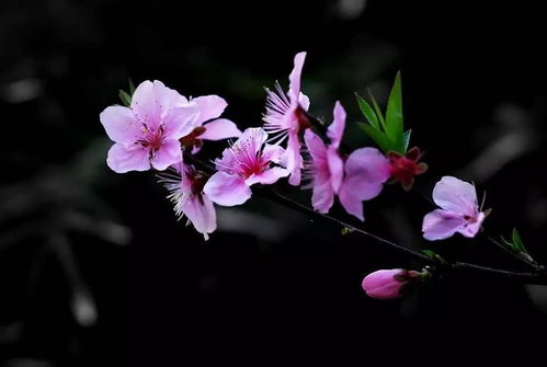 八字怎么查桃花运,怎么堪八字中的桃花