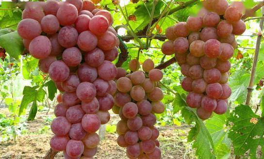 1.1 野葡萄根泡茶的“配方”