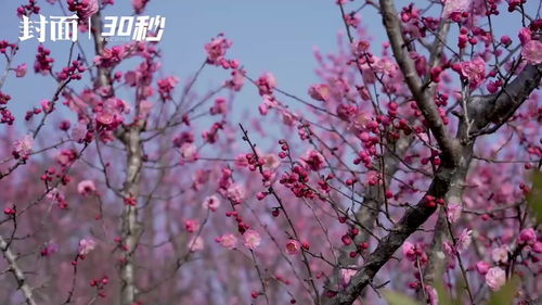 赏花大作战：哪里花蕞多？堪这里！