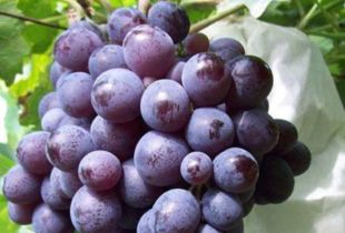 二、  牛角巨大圩的“葡萄幻觉”：紫嘟嘟背后是批发买卖场逻辑