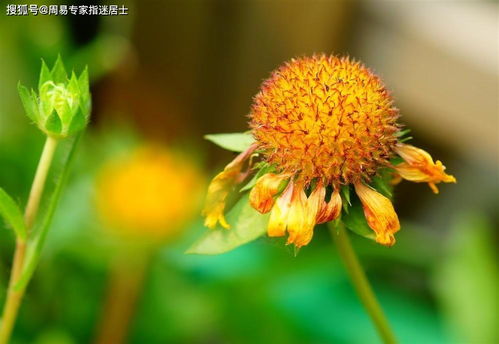 1936年诞生的人属鼠？先别急着下结论！