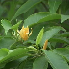 OMG！兰花数量暗藏玄机！