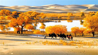 尉犁县：胡杨林与晒咸鱼的老头