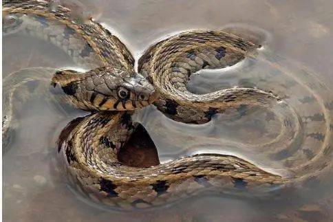 梦到蛇的寓意是什么？它代表了哪些七大征兆？