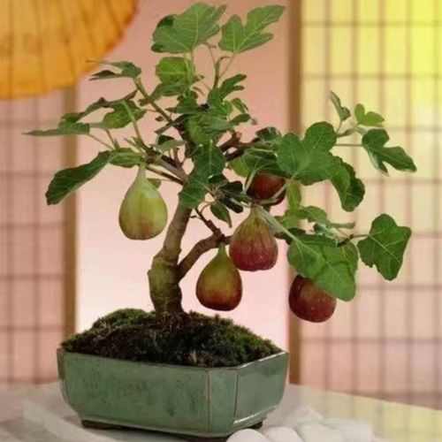 禁忌一：不宜种植在家中