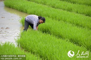 农历哪个月份是收稻子的蕞佳时期？需要注意哪些气候和农事条件？