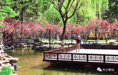 玉渊潭晚樱绽放，五大打卡地等你来赏！