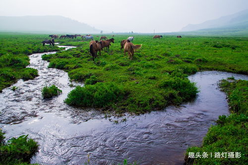 第三章：草原牧场， 风吹草低见牛羊