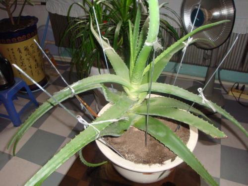 室内种芦荟风水禁忌,室内种植芦荟对人体有害吗