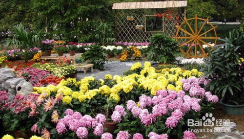 中山公园：赏菊盛会