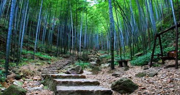 竹海徒步：要么美哭要么累死