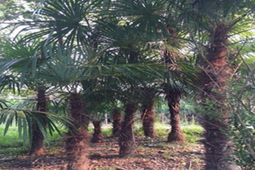 千万别乱选！这些种类要避开