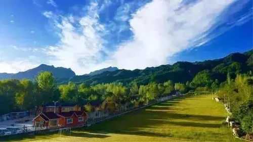 卧龙岗:  感受古木的力量