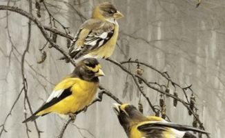 交通篇：早起的鸟儿有罪受